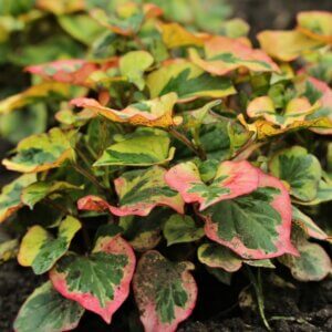 Houttuynia cordata Chameleon - Vue d'ensemble