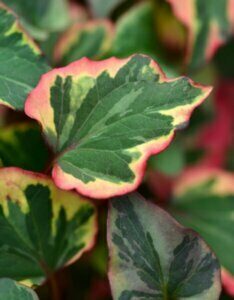 Houttuynia cordata Chameleon - Feuillage