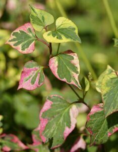Houttuynia cordata Chameleon - Feuillage