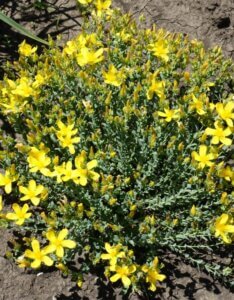 Hypericum olympicum - Vue d'ensemble