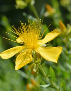 Hypericum olympicum - Fleur