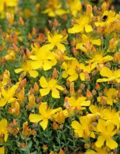 Hypericum olympicum - Fleurs