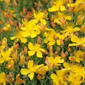 Hypericum olympicum - Fleurs