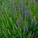 Hyssopus officinalis - Vue d'ensemble