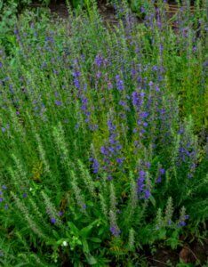 Hyssopus officinalis - Vue d'ensemble
