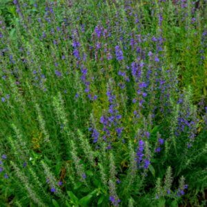 Hyssopus officinalis - Vue d'ensemble