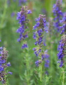 Hyssopus officinalis - Fleurs