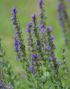 Hyssopus officinalis - Fleurs