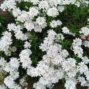 iberis sempervirens weisser zwerg - Vue d'ensemble