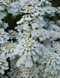 iberis sempervirens weisser zwerg - Fleurs