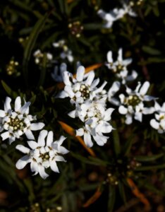 iberis sempervirens weisser zwerg - Fleurs