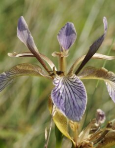 Iris foetidissima - Fleur