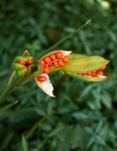 Iris foetidissima - Graines