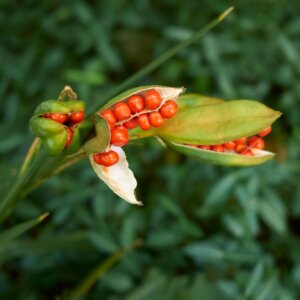 Iris foetidissima - Graines