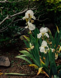 Iris germanica Immortality - Vue d'ensemble