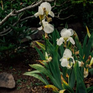 Iris germanica Immortality - Vue d'ensemble