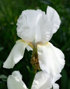 Iris germanica Immortality - Fleur