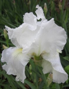 Iris germanica Immortality - Fleur