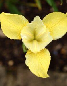 Iris sibirica Butter and Sugar - Fleur