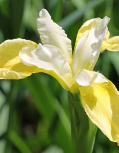 Iris sibirica Butter and Sugar - Fleur