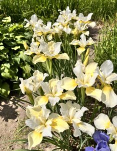 Iris sibirica Butter and Sugar - Vue d'ensemble