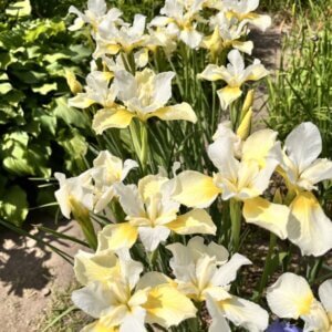 Iris sibirica Butter and Sugar - Vue d'ensemble