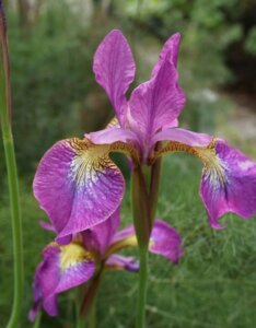 Iris sibirica Sparkling Rose - Fleur