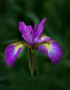 Iris sibirica Sparkling Rose - Fleur