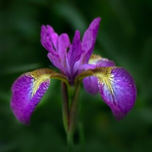 Iris sibirica Sparkling Rose - Fleur
