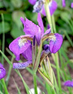 Iris sibirica Sparkling Rose - Fleur