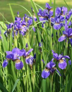Iris sibirica - Vue d'ensemble