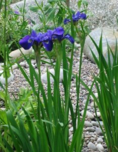 Iris sibirica - Vue d'ensemble