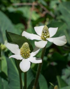 Anemopsis californica - Fleurs