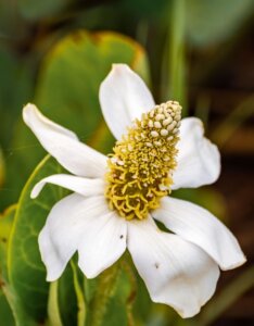 Anemopsis californica - Fleur