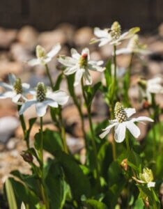 Anemopsis californica - Vue d'ensemble