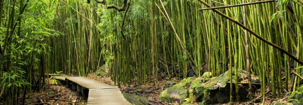 Tout savoir sur les bambous - Plantes-et-Cie - Fargesia, Phyllostachys