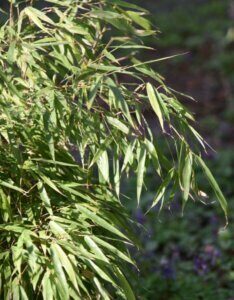 Fargesia rufa - Bambou non traçant - Feuillage