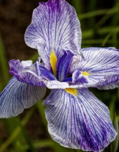 Iris ensata - Fleur