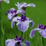 Iris ensata - Vue d'ensemble