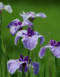 Iris ensata - Vue d'ensemble