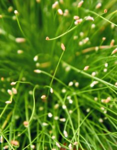 Isolepis cernua - Fleurs