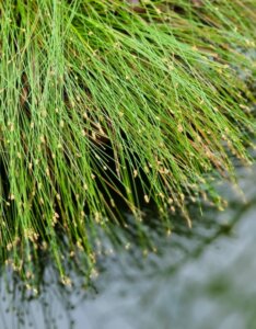 Isolepis cernua - Plante