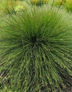 Isolepis cernua - Vue d'ensemble