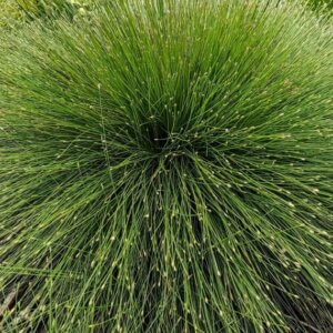 Isolepis cernua - Vue d'ensemble