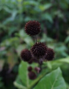 Juncus ensifolius - Fleur