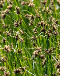 Juncus ensifolius - Fleurs