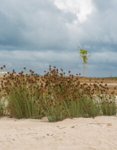 Juncus ensifolius - Vue d'ensemble