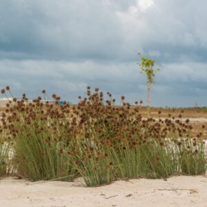 Juncus ensifolius - Vue d'ensemble