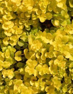 Lysimachia nummularia Aurea - Vue d'ensemble