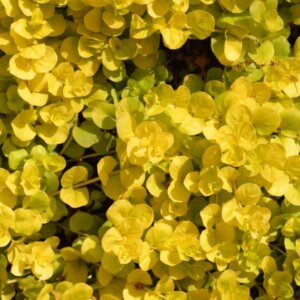 Lysimachia nummularia Aurea - Vue d'ensemble